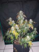 Kannabia Seeds Lemon Haze Auto - foto de zoobzoob23