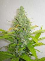 Kannabia Seeds Power Skunk - foto de Xochipilli