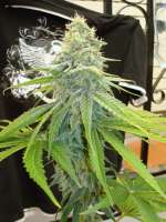 Imagen de ElSuizo (Power Skunk)