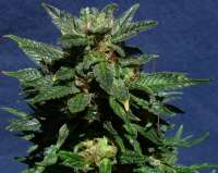 Imagen de SativaFred (White Domina)