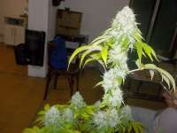 Karma Genetics Road Dawg - foto de WhiteyB