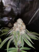 Imagen de CannaJim (White OG)