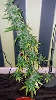 Kera Seeds NLX Diamond Auto - foto de PerthPiper