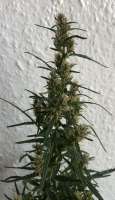 Khalifa Genetics Siberian Ruderalis Chebarkul - foto de oldBudgold