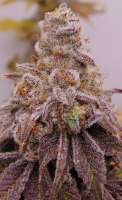 Kind'z Geneticz Truffle Gel - foto de KindzGeneticz