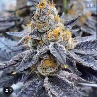 KingJayGenetics Mendolicious - foto de KingJayGardens