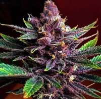 Imagen de Thebakerygenetics (Kumquat)