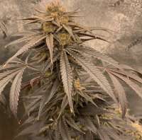 Kuntry Greenthumb Tom Kat Kush - foto de kuntryboy