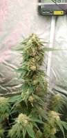 Imagen de goldensquaregrower (Critical Candy)