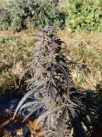 Lancaster Hemp Seed Co Vineyard - foto de lancasterhempseed