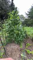 Light Seeker Seeds Elote - foto de Lightseekerseeds