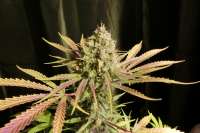 Linda Seeds Amnesia Lemon - foto de KeKyx