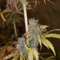 Linda Seeds Auto Blueberry - foto de beaweedsandbudhead