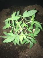 Imagen de Indica2me (Big Bud)