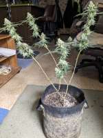 Linda Seeds Big Bud - foto de piper