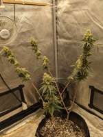 Linda Seeds Big Bud - foto de piper