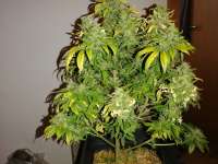 Linda Seeds Gorilla Glue #4 - foto de Bathmang