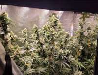 Lost Labs Genetics Mega Lemon - foto de Chronoseur