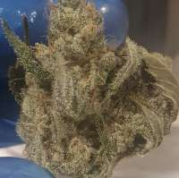 Lost Labs Genetics Mega Lemon - foto de Chronoseur