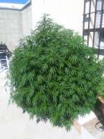 Loud Seeds 7/8 Sour - foto de obiwancannabi