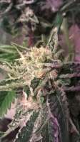 Loud Seeds Headband - foto de SupermanHigh