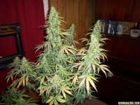 Lowlife Seeds Automatic AK47 x New York City Diesel - foto de 420GT