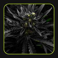 Lupos CannaSeed Jet Black Crawnic - foto de Luposcannaseed