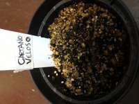 Maconha Seeds Bank Caetano Velozo - foto de donaalice99