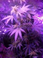 Imagen de Madcat (Medi Strawberry OG)