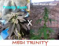 MadCat's Backyard Stash Medi Trinity - foto de MadCat