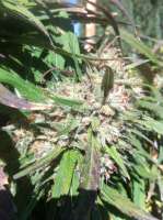 Imagen de MadCat (Promiscuous Kush)