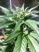 Imagen de admin (Skywalker Kush)