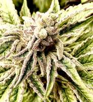 Mallorca Seeds Most Wanted - foto de LVCESeedMan