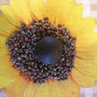 Mandala Seeds Flashberry - foto de dzhangar09