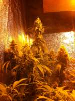 Mandala Seeds Hashberry - foto de FourTwenty