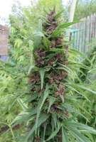 Mandala Seeds Purple Paro Valley - foto de DrCannablis