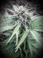 Mandala Seeds Satori - foto de petitbuddha