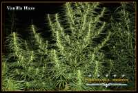 Marshall Seeds Vanilla Haze - foto de Marshall