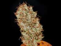 MassMedicalStrains Acapulco Pupil - foto de pupilfam