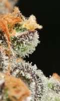 MassMedicalStrains Anaphylaxis - foto de pupilfam