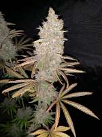 MassMedicalStrains Galactic Pupil - foto de pupilfam