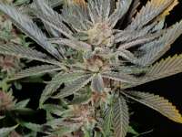 Imagen de pupilfam (Grape Pupil)