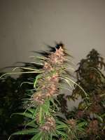 Imagen de pupilfam (Heavenly Sativa)