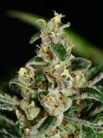 MassMedicalStrains Mobyphylaxis - foto de pupilfam