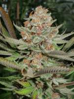 MassMedicalStrains Mr. E Pupil - foto de pupilfam