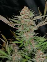 MassMedicalStrains Mr. E Pupil - foto de pupilfam