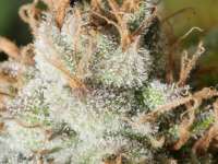 MassMedicalStrains Turbulent Juice - foto de pupilfam