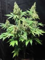 Mc Nizzle Seeds Silver Princess Mc Jaggen - foto de cbeed