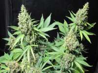 Mc Nizzle Seeds Silver Princess Mc Jaggen - foto de cbeed