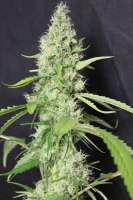 Imagen de passionsfrucht (Silver Princess Mc Jaggen)